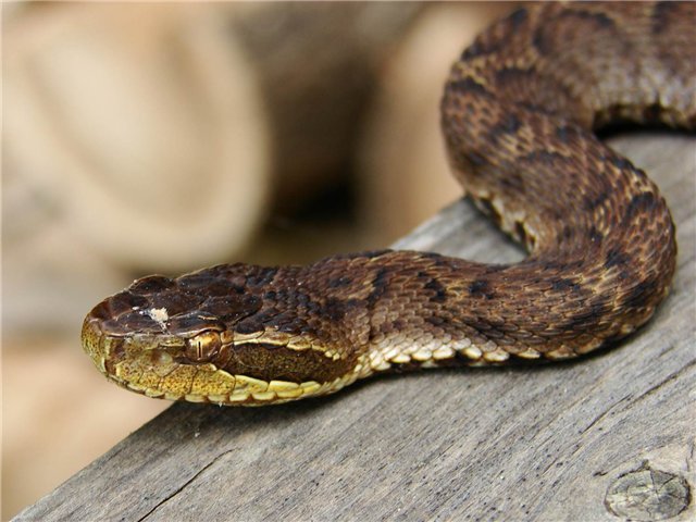 Змея щитомордник фото приморский край