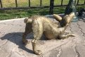Собаке из скульптурной композиции «Невозмутимый кот»  на набережной Благовещенска открутили хвост