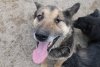 Спасенная волонтерами собака-улыбака Боцман ищет новых хозяев