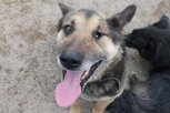 Спасенная волонтерами собака-улыбака Боцман ищет новых хозяев