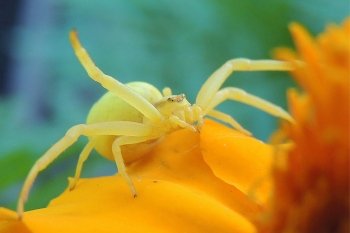 Домохозяйка из Сковородинского района с фотоаппаратом охотится на птиц и насекомых