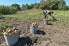 Картошка подождет: дожди отодвинули сроки урожая клубнеплодов в Амурской области