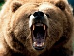 В Приамурье медведь напал на человека