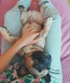 arnold_french_bulldog: Relax)