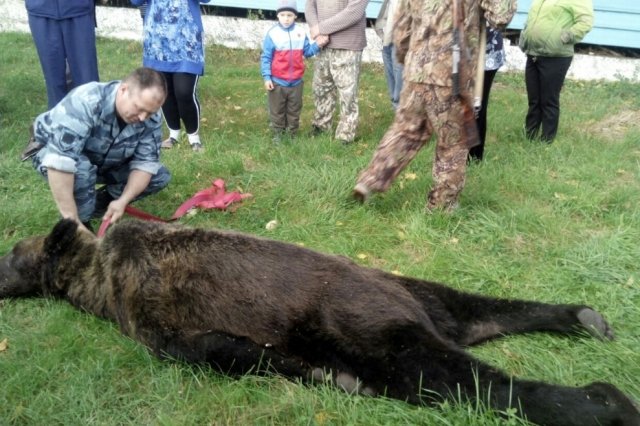 В центре поселка Архара 22 сентября полицейские застрелили медведя. Фото: соцсети