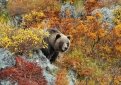 Егеря устроят облаву на медведей в нескольких районах Приамурья