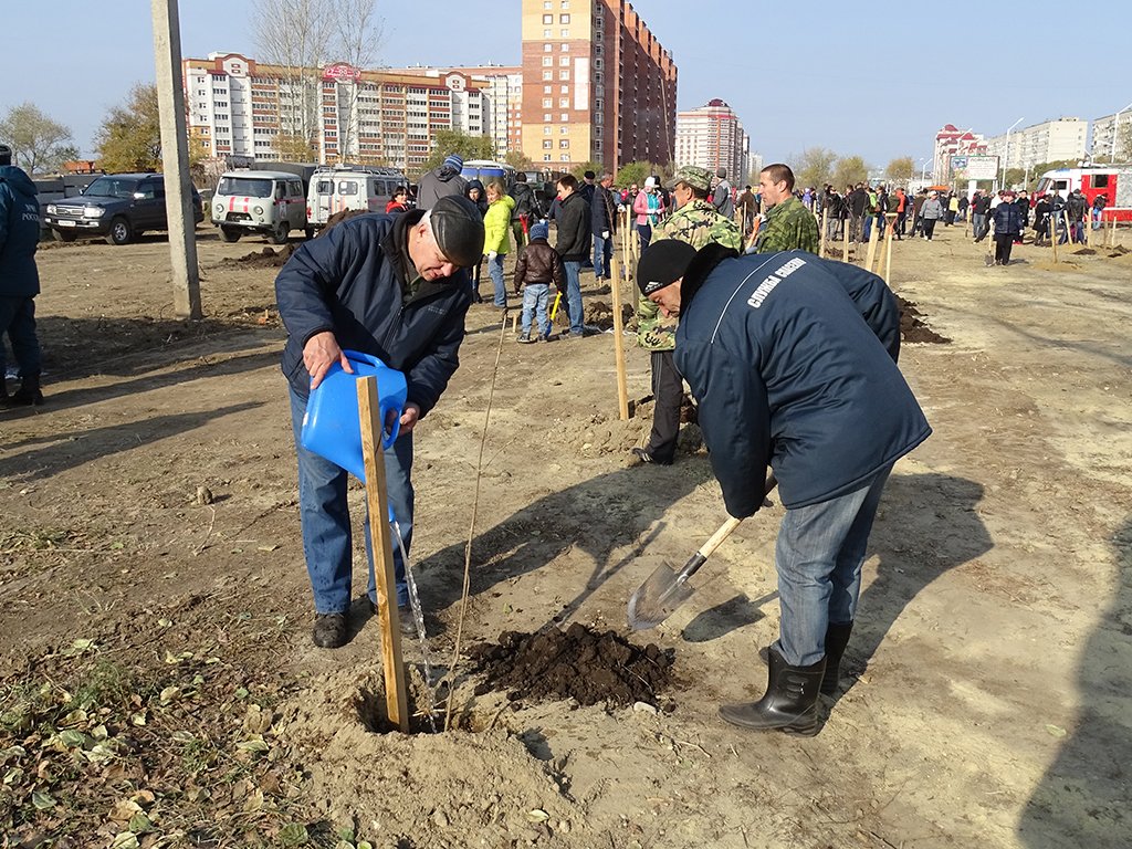 Появился новый сквер. Посадили деревьев Амурская правда.