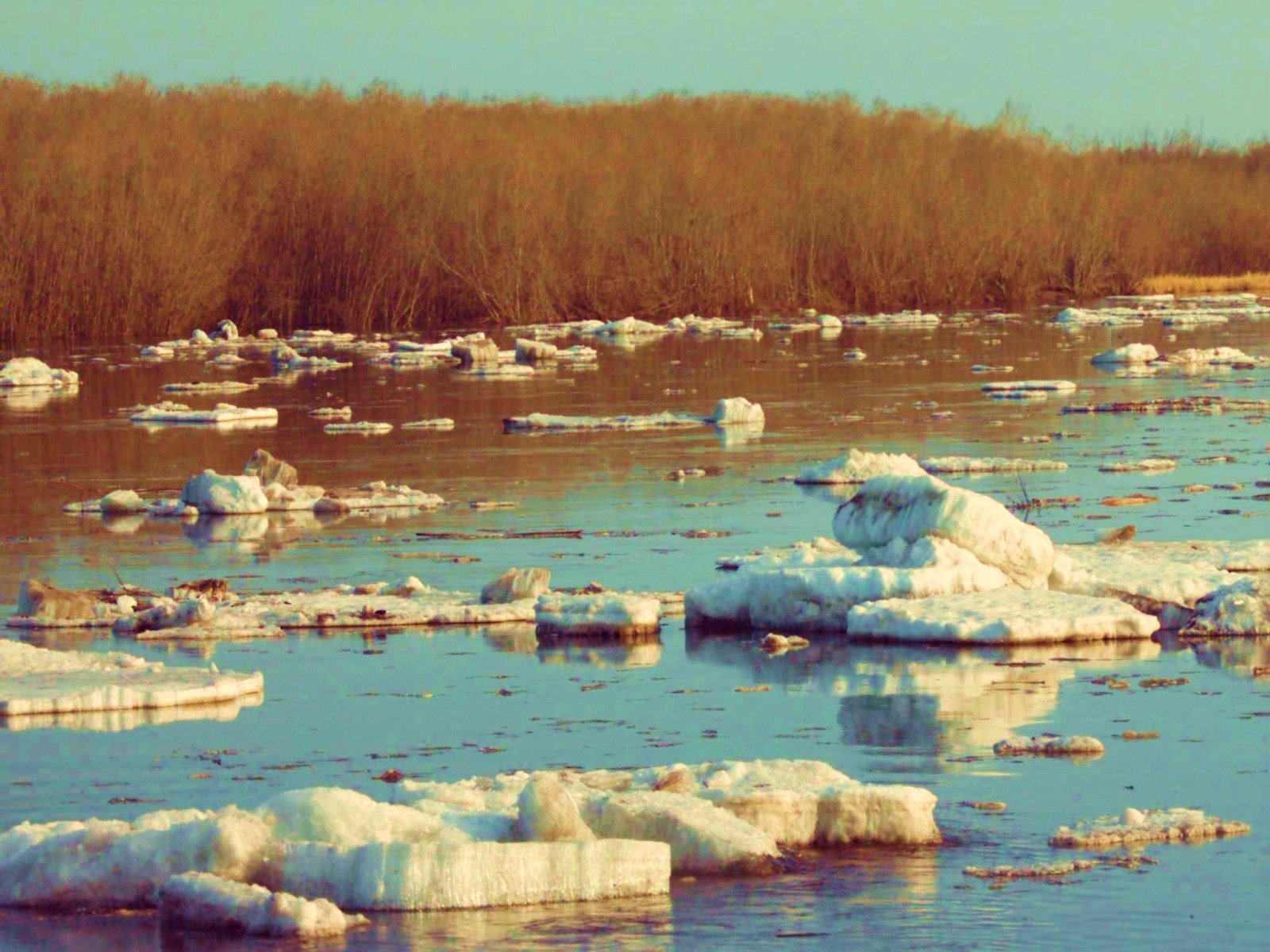 Таяние льда на водоемах. Ледоход в Боровичах. Ледоход в Заринск 2022 год. Таяние льда на реке.