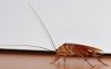 В Благовещенске нашествие восточноазиатских тараканов