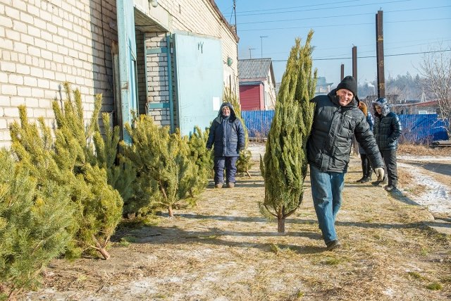 Место Продажи Новогодних Елок