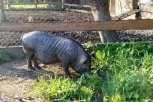 В Приамурье осужденные будут выращивать экзотических свиней