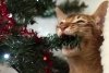 С Новым Котом! АП объявляет конкурс на лучшее новогоднее фото вашего питомца