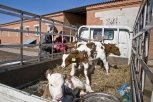 Депутаты Приамурья предлагают увеличить штрафы за перевозку скота без документов