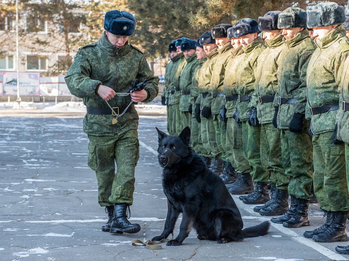 Собаки герои пограничные