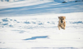b_i_s_999: Летающая собака на Владимировском озере произвела фурор