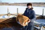 Ферма на клёвом месте: Виталий Гуськов развел в Ивановском районе 13 тонн карпов