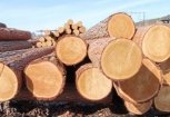 Экспорт древесины с Дальнего Востока вырос на 16 процентов