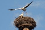 Амурских аистов поддержат рублем: птицам построят искусственные гнезда и защитят от пожаров