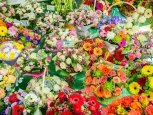Мэрия Благовещенска купит 10 тысяч цветов