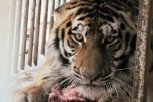 Амурский тигр Упорный погиб спустя два года после выпуска на волю