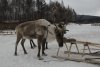 Северного оленя и нескольких кабарог убили браконьеры в колхозе Нюкжа