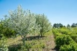 Приамурье ждет яблочный бум: жители региона закладывают фруктовые сады