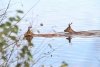 Фейерверк для соболей и зайцев: охотоведы отпугивают животных из зоны затопления Нижне-Бурейской ГЭС