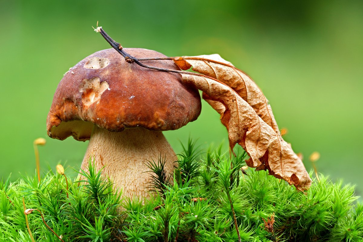 Как вырастить лесные грибы на даче | На грядке (sauna-chelyabinsk.ru)