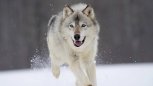 Утро с «Амурской правдой»: волки превращаются в собак, рекорд долгожителя и шары в дорожных ямах
