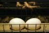 Возвращение Николаевской птицефабрики: новый владелец готовит птичники для будущего поголовья
