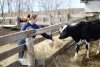 Ферма для Ниночки: молодая амурчанка променяла соцсети на коров