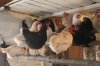 В Райчихинске сгорели 40 кур и корова