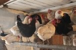 В Райчихинске сгорели 40 кур и корова