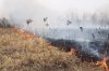 Почти 500 групп патрулируют Приамурье и ликвидируют природные пожары и палы