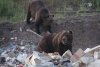 Тындинцев напугали десятком медведей на городской свалке (видео)