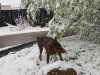 В якутском Алдане выпал первый летний снег (фото и видео)