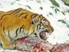 За покупку 27 костей амурского тигра китаец заплатил штраф в 200 тысяч рублей