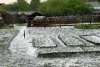 «Огород стоит черный — ни листочка!»: в Серышевском районе град уничтожил урожаи