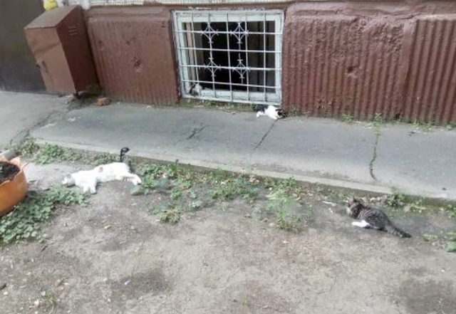 Чем травят кошек в подвалах