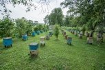В Приамурье ждут неурожай мёда: в самом сладком районе области впервые за 80 лет затопило пасеку