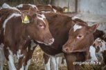 ЭКО для буренок пользуется спросом у амурских аграриев