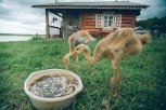 Как вырастить журавля: в Хинганском заповеднике дети-сироты помогают ухаживать за редкими птицами