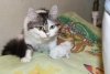 Зейская кошка Мурка усыновила крольчонка, от которого отказалась родная мать (видео)