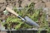 Военные строители отмечают координаты краснокнижных растений на космодроме