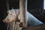 Хряки из Тюменской области разбавят кровь амурских свиней