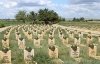 В Волгоградской области перезахоронят амурского красноармейца