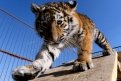 Тигр Сайхан – вся надежда на него.  Фото: ria.ru