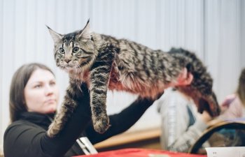 В амурской столице выбирали самого красивого кота. Фоторепортаж