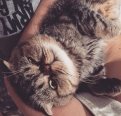 _filichka_fan_: Наш любимый котик