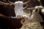 Больше полусотни красноярских коров шесть дней добирались до Приамурья